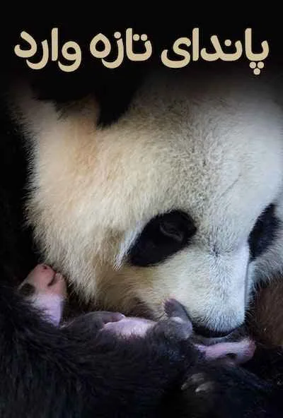 پوستر فیلم Petit panda deviendra grand